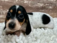 Dixie , a female Miniature Dachshund for sale in Lebanon, IN – 3 of 6