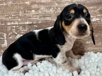Hudson, a male Miniature Dachshund for sale in Lebanon, IN – 4 of 4