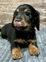 Samuel, a male Miniature Dachshund for sale in Lebanon, IN – Photo 2 of 4