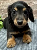 Samuel, a male Miniature Dachshund for sale in Lebanon, IN – Photo 3 of 4