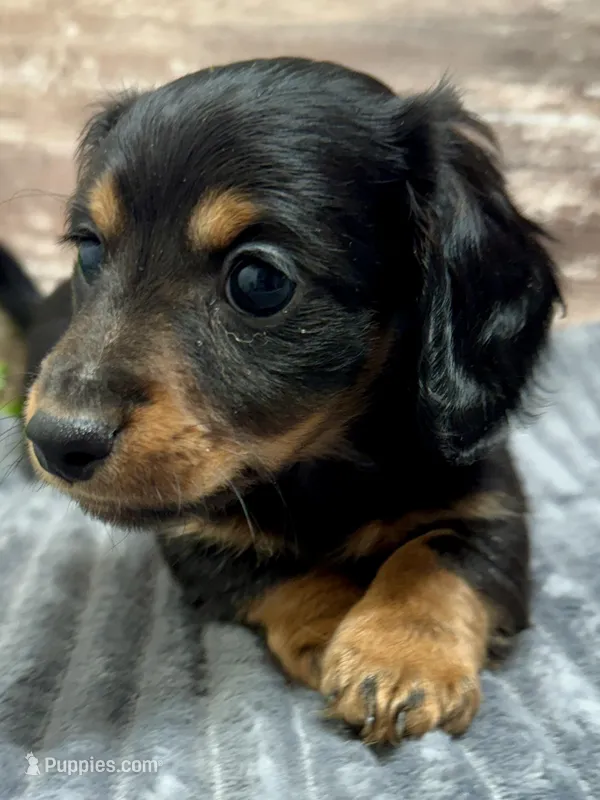 Samuel – Miniature Dachshund puppy for sale in Lebanon, IN