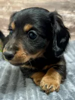 Samuel, a male Miniature Dachshund for sale in Lebanon, IN – Photo 1 of 4