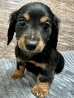 Samuel, a male Miniature Dachshund for sale in Lebanon, IN – Photo 4 of 4