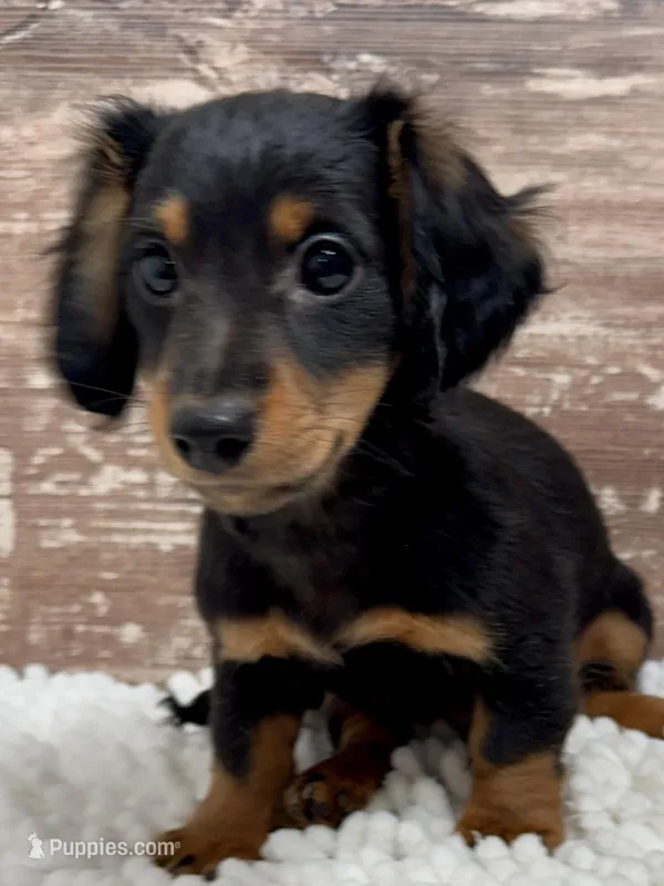 Samuel – Miniature Dachshund puppy for sale in Lebanon, IN