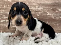 Hudson, a male Miniature Dachshund for sale in Lebanon, IN – 2 of 4