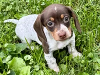 Girl Chocolate, a female Miniature Dachshund for sale in Lebanon, IN – 3 of 4