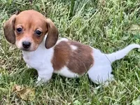 Polly, a female Miniature Dachshund for sale in Lebanon, IN – 5 of 5