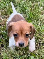 Polly, a female Miniature Dachshund for sale in Lebanon, IN – 3 of 5