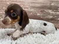 Luna , a female Miniature Dachshund for sale in Lebanon, IN – 2 of 5