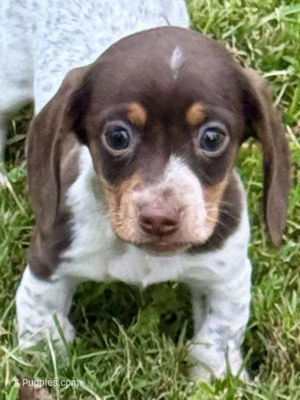 Girl Chocolate – Miniature Dachshund puppy for sale in Lebanon, IN