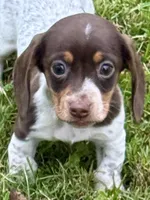 Girl Chocolate, a female Miniature Dachshund for sale in Lebanon, IN – 1 of 4