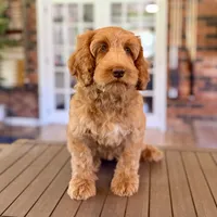 Shania, a female Australian Labradoodle for sale in Hartshorne, OK – 2 of 3