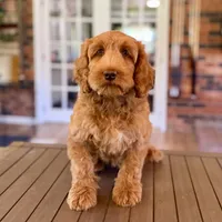 Shania, a female Australian Labradoodle for sale in Hartshorne, OK – 3 of 3
