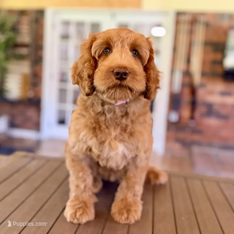 Shania – Australian Labradoodle puppy for sale in Hartshorne, OK