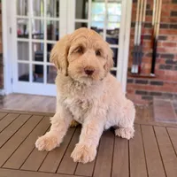 George , a male Australian Labradoodle for sale in Hartshorne, OK – 2 of 2