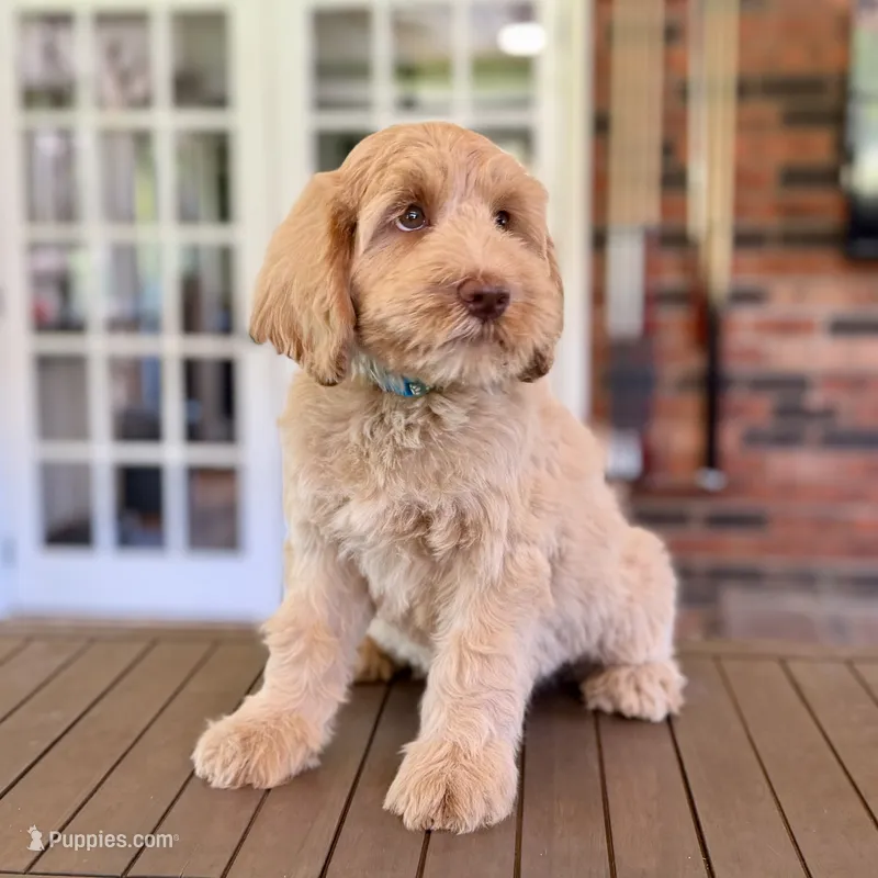 George  – Australian Labradoodle puppy for sale in Hartshorne, OK
