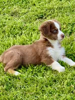 Hudson, a male Australian Shepherd for sale in Baldwin, GA – 4 of 4