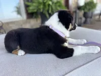 Blakeley, a female Australian Shepherd for sale in Baldwin, GA – 9 of 10