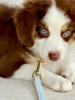 Oakley, a male Australian Shepherd for sale in Baldwin, GA – 2 of 9