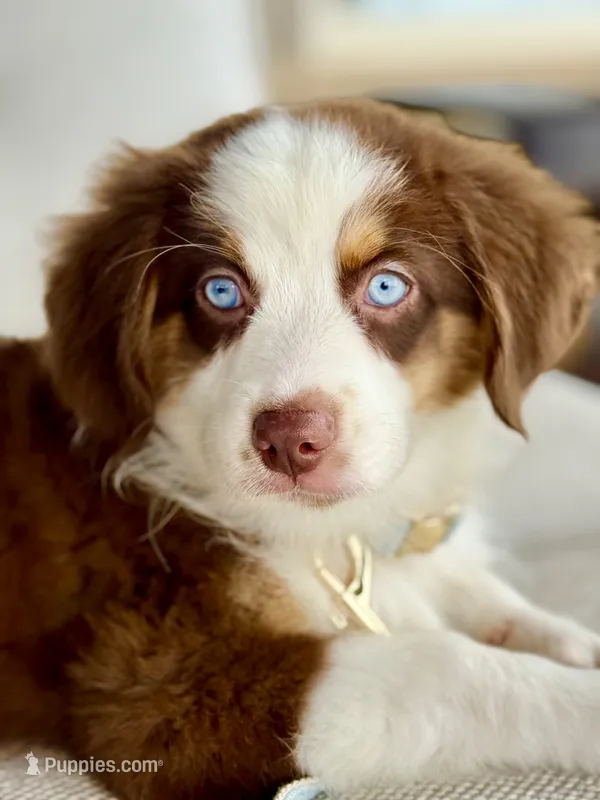 Oakley – Australian Shepherd puppy for sale in Baldwin, GA