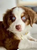 Oakley, a male Australian Shepherd for sale in Baldwin, GA – 1 of 9