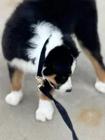 Bennett , a male Australian Shepherd for sale in Baldwin, GA – 2 of 7