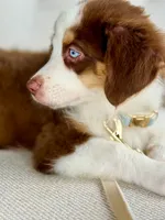 Oakley, a male Australian Shepherd for sale in Baldwin, GA – 8 of 9