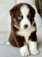 Ollie, a male Australian Shepherd for sale in Baldwin, GA – 2 of 5