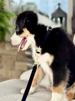 Bennett , a male Australian Shepherd for sale in Baldwin, GA – 7 of 7