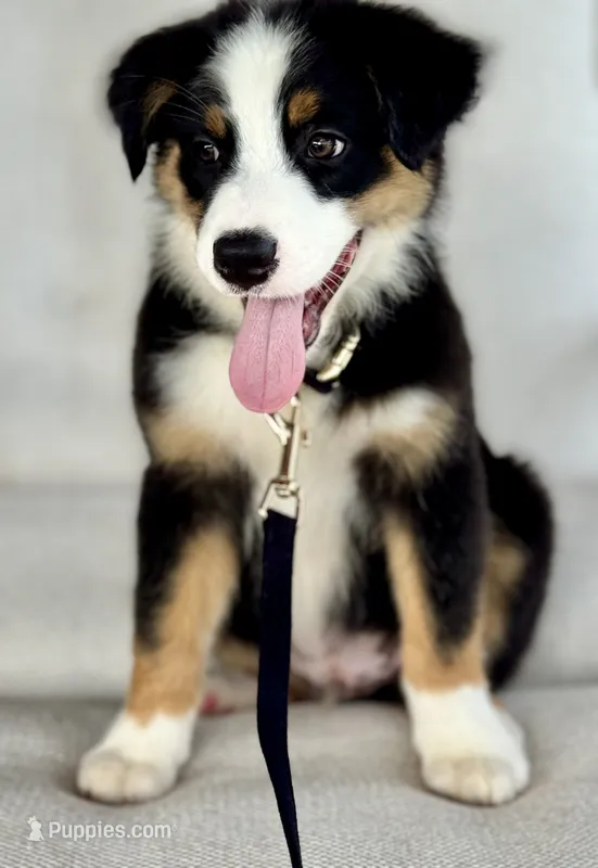 Bennett  – Australian Shepherd puppy for sale in Baldwin, GA