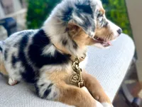 Hazle, a female Australian Shepherd for sale in Baldwin, GA – 2 of 8