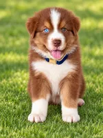 Oakley, a male Australian Shepherd for sale in Baldwin, GA – 3 of 3