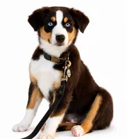 Stella , a female Australian Shepherd for sale in Baldwin, GA – 1 of 10