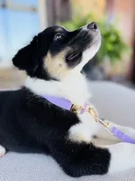 Blakeley, a female Australian Shepherd for sale in Baldwin, GA – 8 of 10