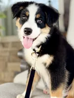 Bennett , a male Australian Shepherd for sale in Baldwin, GA – 6 of 7