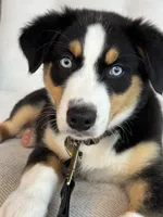 Stella , a female Australian Shepherd for sale in Baldwin, GA – 8 of 10