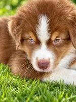 Oakley, a male Australian Shepherd for sale in Baldwin, GA – 2 of 3