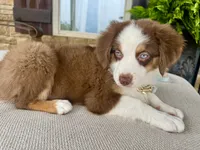 Oakley, a male Australian Shepherd for sale in Baldwin, GA – 6 of 9