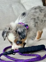 Roxie, a female Australian Shepherd for sale in Baldwin, GA – 2 of 10
