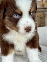 Ollie, a male Australian Shepherd for sale in Baldwin, GA – 3 of 5