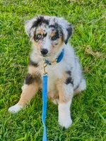 Captain, a male Australian Shepherd for sale in Baldwin, GA – 1 of 7