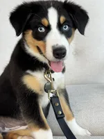 Stella , a female Australian Shepherd for sale in Baldwin, GA – 9 of 10
