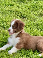 Hudson, a male Australian Shepherd for sale in Baldwin, GA – 2 of 4