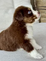 Ollie, a male Australian Shepherd for sale in Baldwin, GA – 4 of 5
