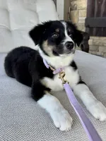 Blakeley, a female Australian Shepherd for sale in Baldwin, GA – 5 of 10