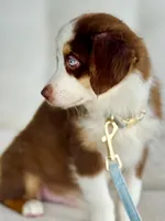 Oakley, a male Australian Shepherd for sale in Baldwin, GA – 3 of 9