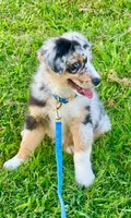 Captain, a male Australian Shepherd for sale in Baldwin, GA – 2 of 7