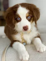 Oakley, a male Australian Shepherd for sale in Baldwin, GA – 7 of 9