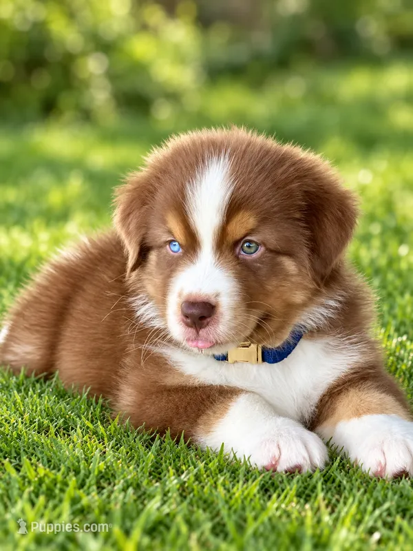 Oakley – Australian Shepherd puppy for sale in Baldwin, GA