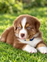Oakley, a male Australian Shepherd for sale in Baldwin, GA – 1 of 3